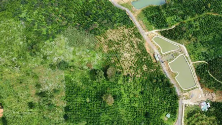 Bán vườn sầu riêng (73 ha) xã lộc bắc, h. bảo lâm, lâm đồng