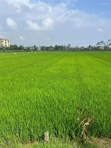 View lúa hiếm có giá rẻ cẩm kim hội an đà nẵng