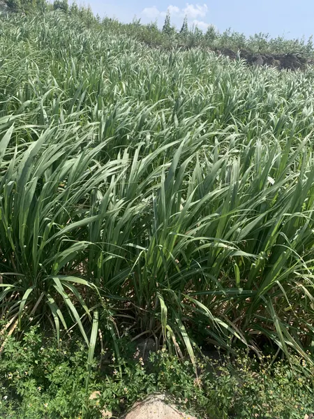 bán 8ha mía gốc tơ, gốc một