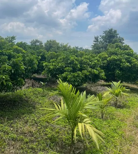 Bán đất 7600m² Phường Cư Bao