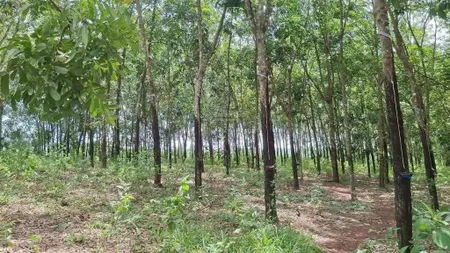 Bán 1hec1 đất trồng cao su, mt đường bê tông giá 7,3tỷ, ấp lộc bình 1, lộc thành, lộc ninh bp