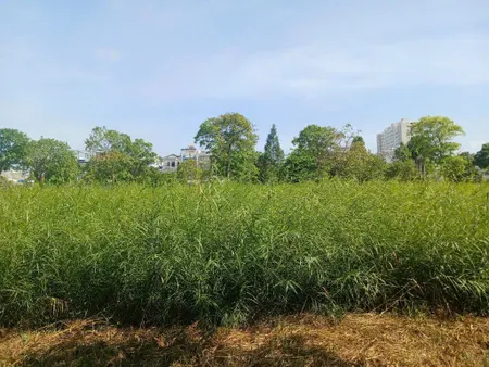 PHÁT MẠI 1999m2 ĐẤT, ngang 46m tại Huỳnh Tấn Phát, xã Phú Xuân, Nhà Bè