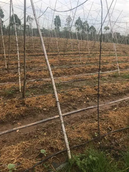 Bán đất nền cln có thổ tại gò công đông, tiền giang 5.500m2 (80 x72), mt kênh đường nhựa 1tr/m2