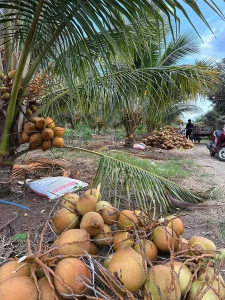 Bán gấp lô đất vườn dừa xuân đông, cẩm mỹ, đồng nai, mặt tiền đường bê tông, dt 2,2 mẫu giá 800/sào