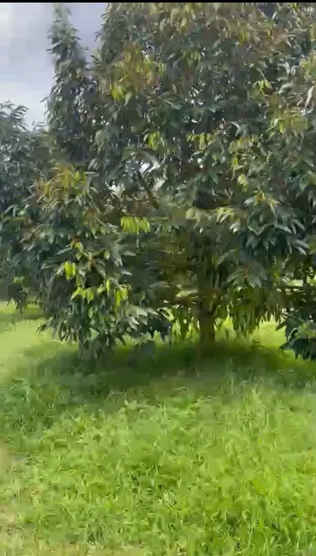 Chủ cần tiền, bán đất có sầu đang thu hoạch.