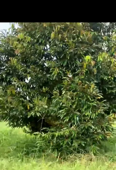Cần bán đất để lo việc gia đình.