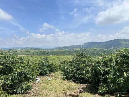 Bán đất tại xã ninh gia, đức trọng, lâm đồng, 2,4 tỷ, 8139 m2