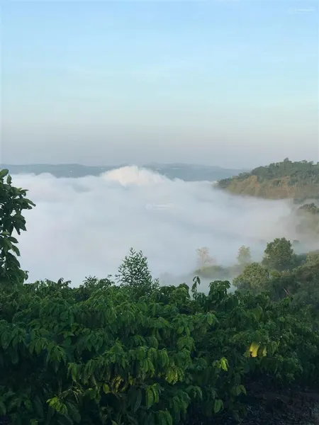 Mình cần bán vài lô đất gần đà lạt. đất view sông, săn mây, sầu riêng 9 năm, cafe, 931triệu/lô