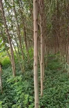 Đất nền rộng 350000 m2 tọa lạc tại khánh thuận, u minh, cà mau. giá 11 tỷ. bao giá
