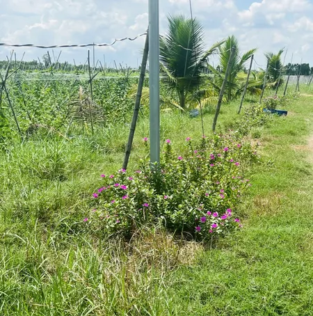 380tr sang sổ chính chủ 1000m2 có thổ cư, còn lại cho trả dần