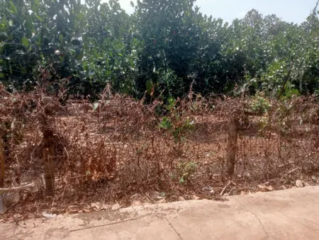 Bán đất vườn Bảo Vinh, Long Khánh giá siêu tốt
