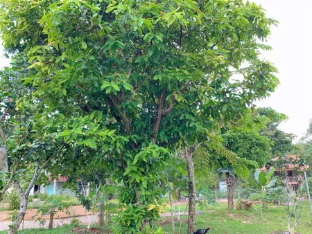 Bán khoảng 6 sào 1 (6115m2) đất xã nghĩa thành, tp. hcm. giá 12 tỷ