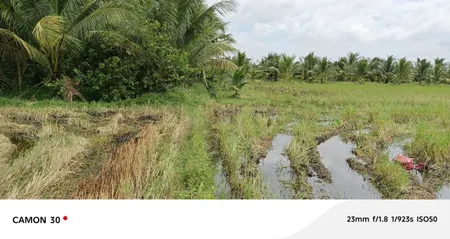 Đất trồng lúa cần bán