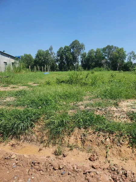 Bán 2222m2 thổ cư, mặt tiền Ấp Chánh, Tân Phú, Đức Hoà, đất nở hậu đẹp