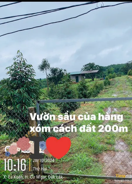 Bán đất 11133.5m² giá 720 triệu Xã Ea Kiết