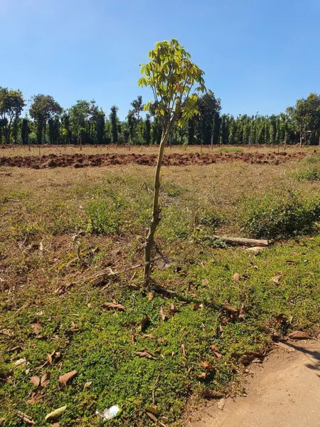 Bán đất 501.8m² ngang 10,0m giá 600 triệu Xã Ea Na