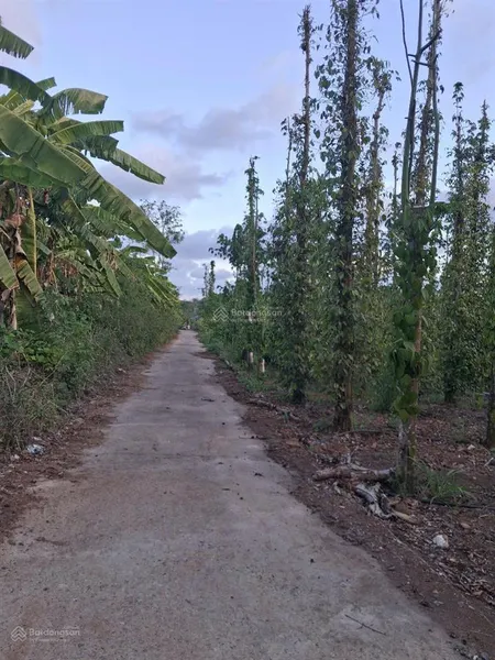 Bán lô đất đẹp có 200m mặt tiền tại quảng thành, châu đức, bà rịa vũng tàu, 8,1 tỷ, 3267m2