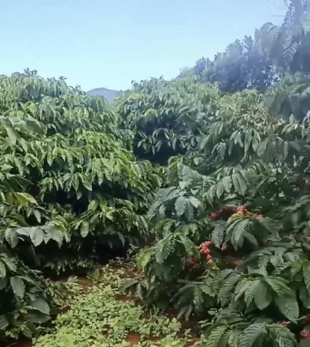 Hơn 5hetta đất cà phê thuộc Ia Grai mà chỉ 7tỷ5