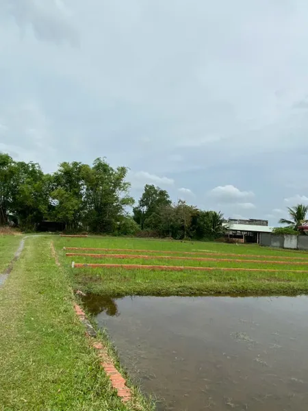 CHÍNH CHỦ BÁN LÔ ĐẤT 1000M2 GIÁ SIÊU TỐT TẠI BÀU SEN, ĐỨC HÒA, LONG AN