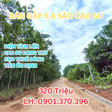 🔥 Bán Gấp 5.600m² – Có Thổ Cư, Sổ Riêng – Nha Bích, Chơn Thành – 320 Triệu