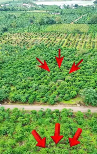 💥 1ha cà phê Bàu Cạn bám 200m mặt đường nhựa