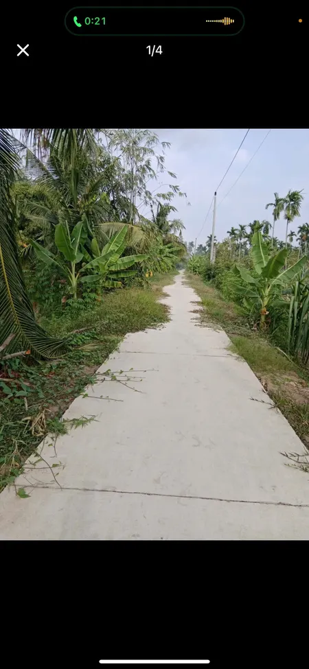 Bán đất vườn Sầu riêng 5000m² ngang 80m giá 1.25 tỷ Xã Kế Sách