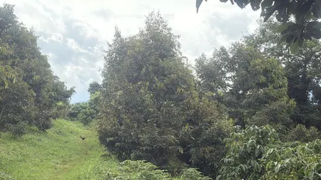 💥 Siêu phẩm 1,2ha đất rẫy cây lâu năm Ia Hrung
