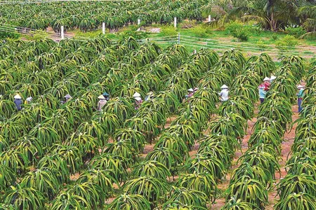 Bán 2.3 ha đất tmdv tiến thành, giá cực tốt 400tr/sào