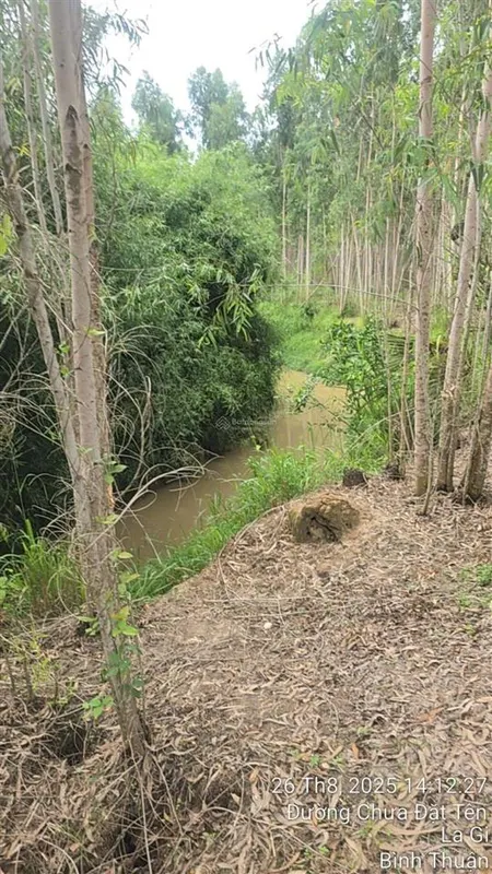 1,1ha suối bao quanh, đang trồng keo chỉ 1,4 tỷ tân xuân, hàm tân
