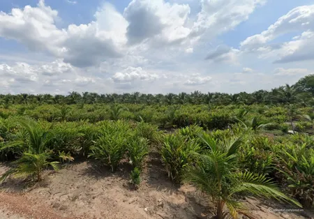 Bán Đất Vườn Lê Minh Xuân – Diện tích 5.000 m² (Tin Hết Hạn)