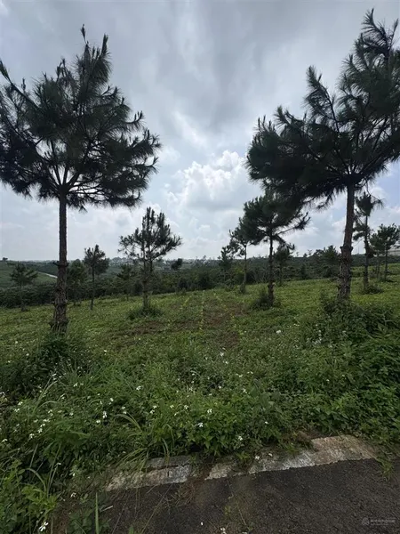 Bán đất lộc tân, bảo lâm, lâm đồng, giá tốt