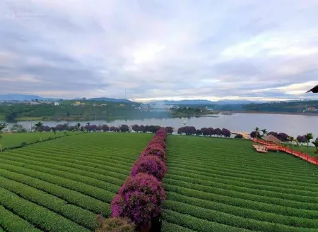 Bán đất hồ phúc thọ, lâm hà, lâm đồng giá tốt