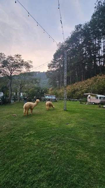 BÁN KHU CAMPING ,MIMOSA , ĐÀ LẠT