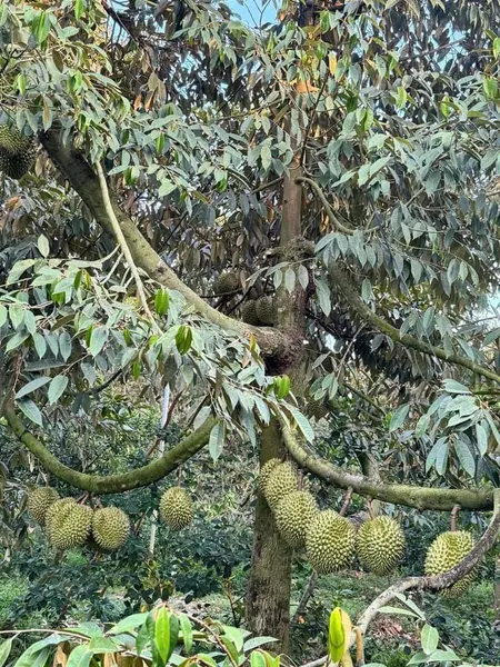 Bán đất vườn sầu riêng