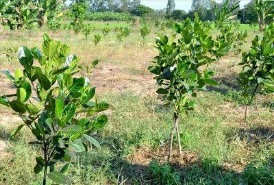 Bán vườn xoài 3,5ha giá rẻ 1,9 tỷ, xe tải tới đất, cách biển bãi dài 9km, gần nha trang