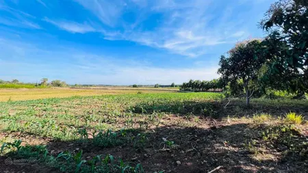 Vườn xoài view cánh đồng lúa mặt tiền nhựa siêu siêu rẻ láng dài đất đỏ dt 4050m2 giá 4tỷ6