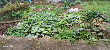 Bán đất rẻ nhất khu vực tằng my nam hồng đông anh hà nội chỉ 3,85 tỷ