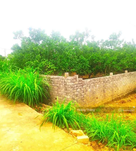 Bán 2500m2 đất phượng sơn chũ bắc ninh giá đầu tư 0982 188 ***