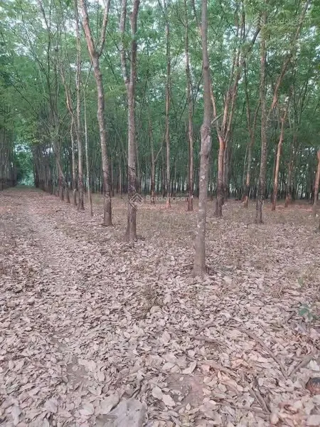 Bán 4,5ha cao su đang cạo giá 19,5 tỷ, xã lộc thành, h. lộc ninh, bình phước