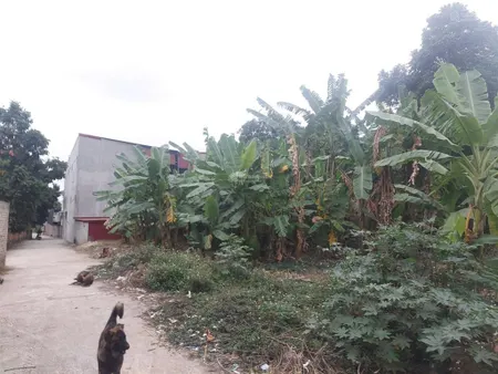 Cần bán đất full thổ cư lãm trại vân dương. một lô duy nhất