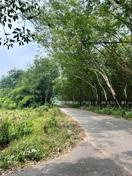 Bán đất bàu bàng ngay xã cây trường ii, dt 205,6m2, giá chỉ 1 tỷ 5, ngay 0968 887 ***
