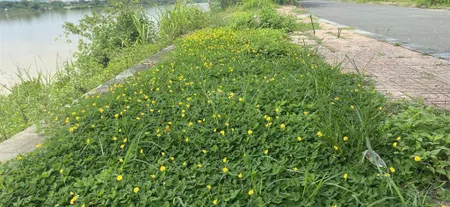 Sụp hầm cần bán lô góc 2mt view sông khu biệt thự đảo nổi khuê trung cẩm lệ .