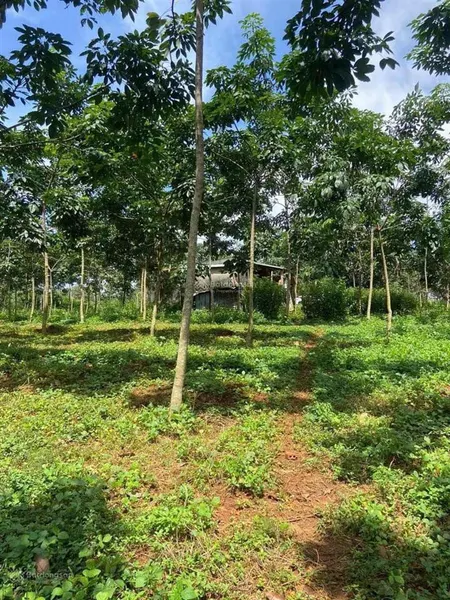 Bán đất tại đường đồng xoài, xã tiến hưng, đồng xoài, bình phước, 11,8 tỷ, 11803 m2