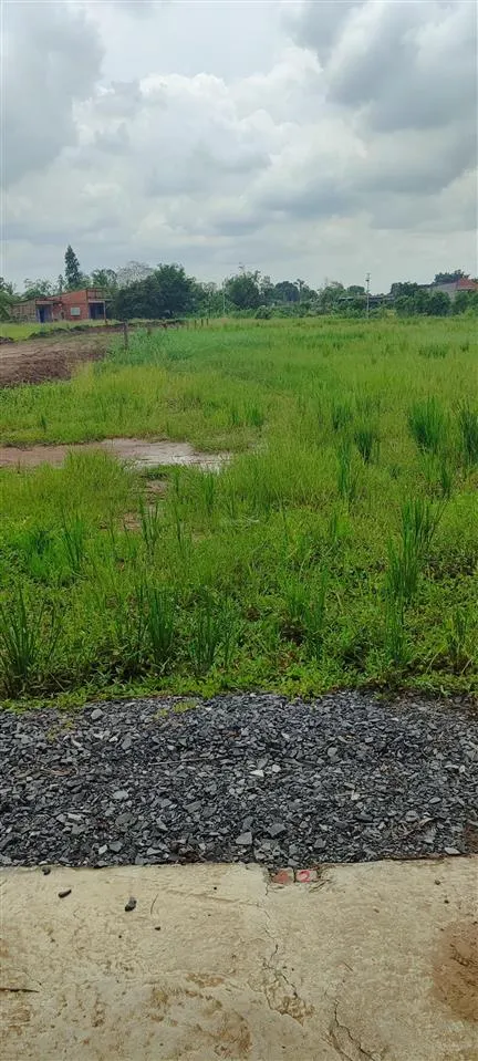 Bán đất tân trung, gò công, tiền giang, 450tr 130m2, shr, full thổ cư, cách mtđ ql50 20m