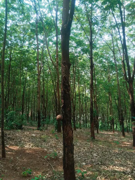 Bán đất tại Xã Tiến Hưng, Đồng Xoài, Bình Phước, 21 tỷ, 15637 m2