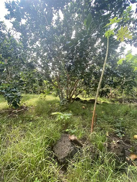 Bán 1503.6m2 đất phú thịnh, tân phú có 100m2 thổ cư + vườn, tặng nhà cấp 4 xây đẹp, 2.2 tỷ