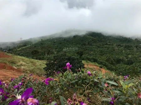 Chính chủ bán 3000m2 đất đường blao xê rê, phường 3 (trước đây là xã đại lào) chỉ 1,8 tỷ bl