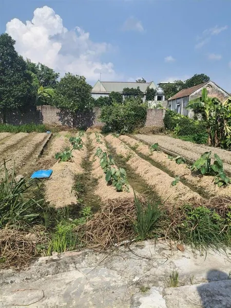 Bán đất f0 đào xá trung chính lương tài dt 94m2, mt 5m, ngõ 5m xe 7 chỗ vào gần khu công nghiệp