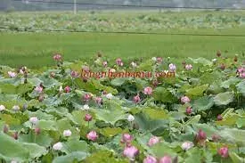 45 tỷ 17.000m2, 600m2 thổ cư, 80x212m mặt tiền ql 1a xã hồng sơn, bình thuận(lâm đồng)