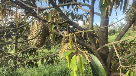 🌳 3,9ha sầu riêng thái - xã Gào